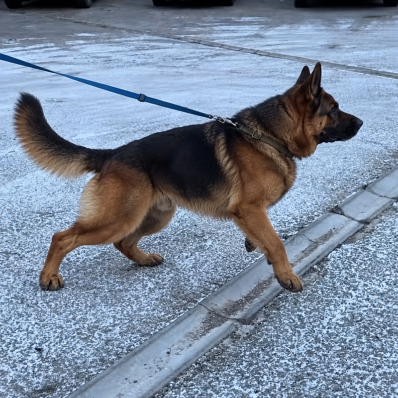 German Shepherd in the PawForge harness