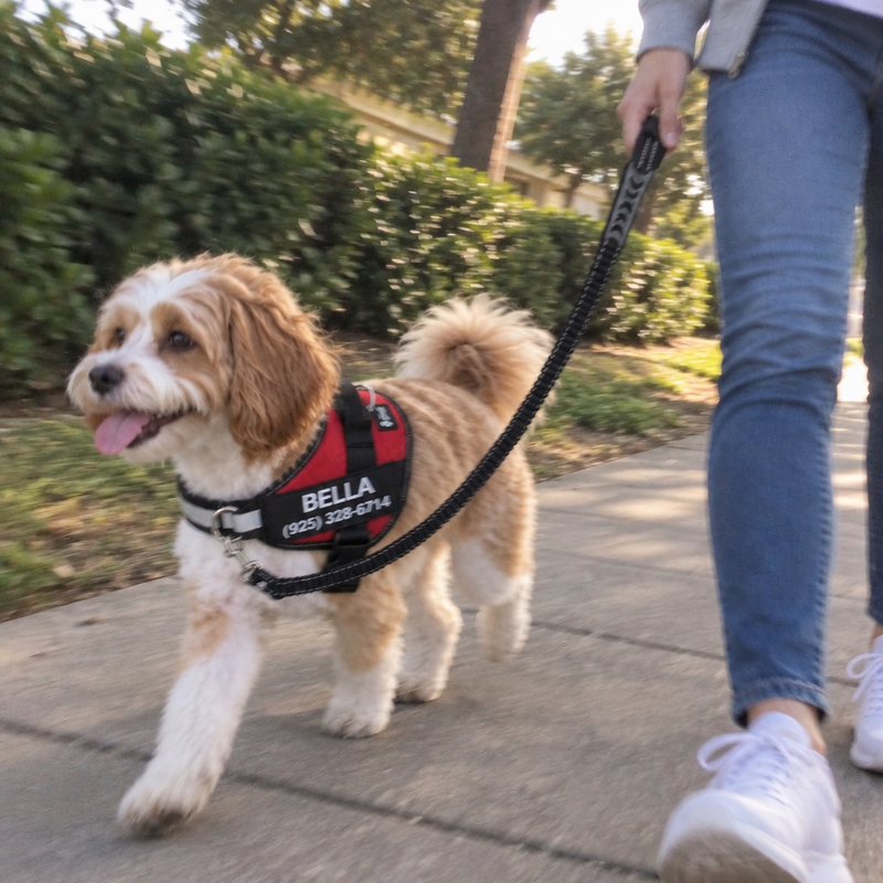 Cavachon in the PawForge harness